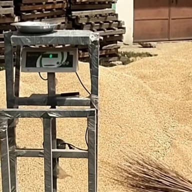 बापौली की अनाज मंडी में गेहूं की तोले के लिए कंप्यूटराइज्ड कांटे का प्रयोग किया जा रहा है मार्केट कमेटी अध्यक्ष राजेंद्र...