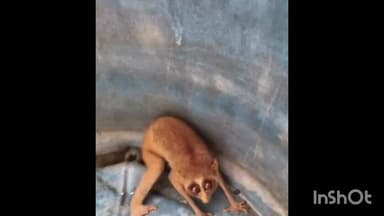 മീനച്ചിൽ: ഈരാറ്റുപേട്ട വഞ്ചാങ്കലിൽനിന്ന്
കുട്ടിത്തേവാങ്കിനെ പിടികൂടി