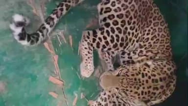 भिनाय: भिनाय में पिंजरे में बंद हुआ पैंथर, 14 बकरियों पर हमले के बाद वन विभाग ने की बड़ी कार्रवाई, ग्रामीणों ने ली राहत की सांस