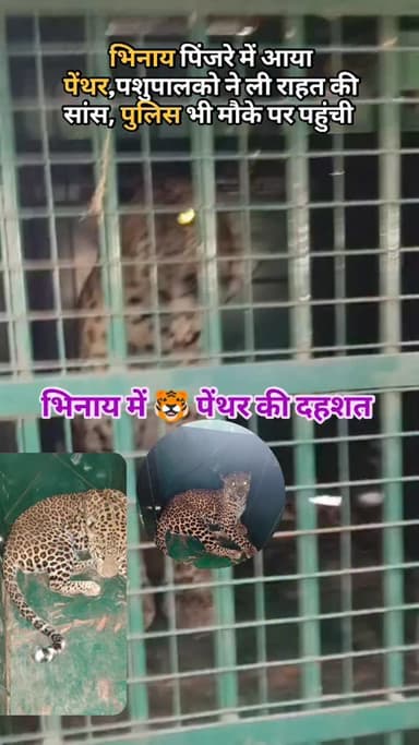 भिनाय पिंजरे में आया पेंथर,पशुपालको ने ली राहत की सांस,पुलिस भी मौके पर पहुंची | #lion #video
.
.
.
🐯
..