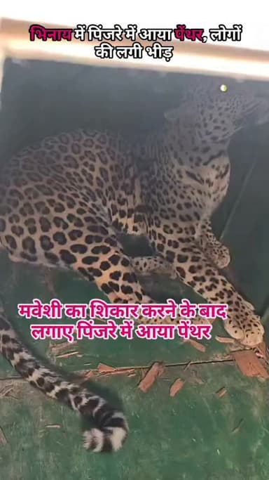 भिनाय में 3 बकरियों की मौत व 10 बकरियों के घायल के बाद बुधवार सुबह पिंजरे में आया पेंथर,लोगों की लगी भीड़ |🐯 #loin #fores...