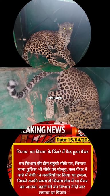 भिनाय में पिछले दिनों से आतंक फैला रहा पैंथर आखिरकार वन विभाग की टीम द्वारा लगाए गए पिंजरे में कैद हो गया|🐯🦁🐅#lion