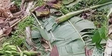 റാന്നി: വടശേരിക്കര ടൗണിനോട് ചേർന്ന ജനവാസ മേഖലകളിൽ പട്ടാപ്പകൽ കാട്ടാനക്കൂട്ടം ഇറങ്ങുന്നത് പതിവാകുന്നു