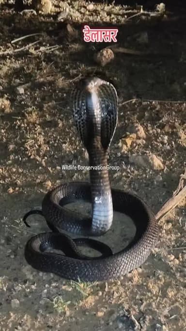 डेलासर से कोबरा सांप रेस्क्यू 🐍