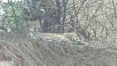 पीपलदा: कूनो के केपी–2 चीता ने राजस्थान को भाया, मध्य प्रदेश की सीमा लांघकर पहुंचा कोटा जिले के खातोली क्षेत्र में