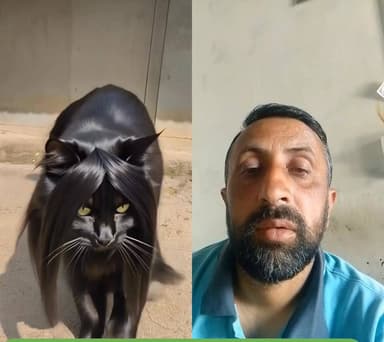 कितनी शानदार और वीआईपी बिल्ली है यह देखिए भाई #चम्बा #banikhetdalhousie #highlight