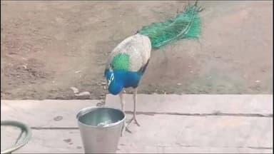 वज़ीरपुर: वजीरपुर मीना बड़ौदा में गर्मी का वोल्टेज हाई, तापमान 40 डिग्री पार पहुंचा, आमजन के साथ पशु-पक्षी बेहाल