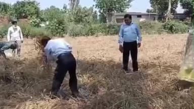 बाजपुर: बाजपुर की एसडीएम डॉ. अमृता शर्मा ने लखनपुर में गेहूं की क्रॉप कटिंग कराई