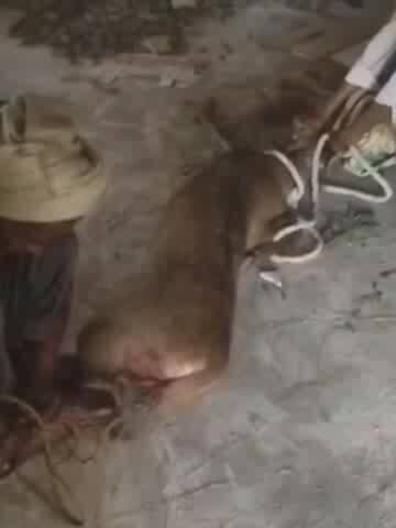 नवाबगंज: मसौली में कुत्तों के हमले से घायल हिरण की जान पुलिस और वन विभाग ने बचाई