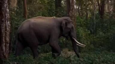 अनूपपुर: पोड़ी बीट में हाथियों का कहर: फसल बर्बाद, मकान क्षतिग्रस्त