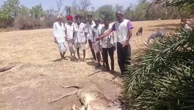 बेगुं: पारसोली थाना क्षेत्र के राजगढ़ में पैंथर ने बछड़े को बनाया अपना शिकार, ग्रामीणों में दहशत का माहौल