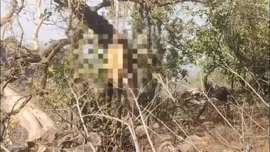 शाहबाद: जंगल में पेड़ से लटका मिला 70 वर्षीय लापता वृद्ध का शव