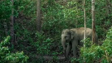 जैतहरी: तीन हाथियों के आने से घर को हुआ नुकसान