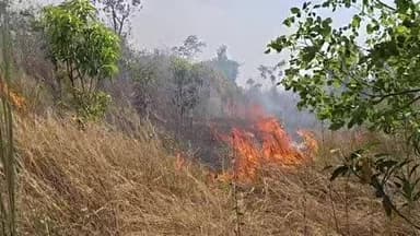 मरकच्चो: बांसडीह में आग से तीन आम बागवानी जलकर राख, लाखों का नुकसान
