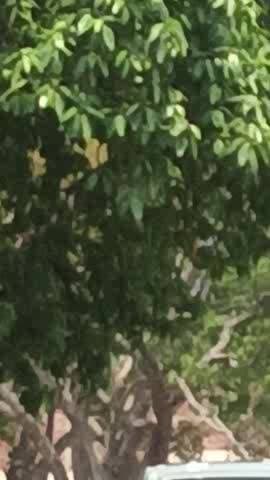 parsan apne masti me hai