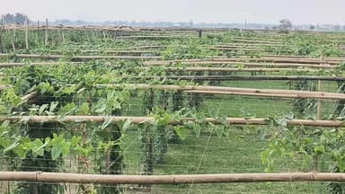 লক্ষীপুৰ: পশ্চিম গোৱালপাৰাৰ সোনাহাৰাত পটল খেতিৰে স্বাৱলম্বী হৈছে ৰমজান আলীয়ে