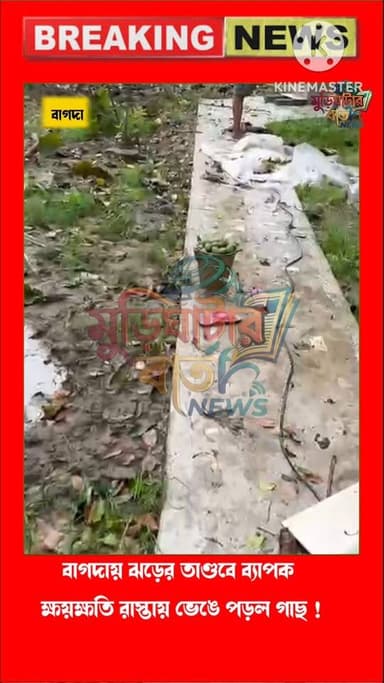 কয়েক মিনিটের ঝড়েই তাণ্ডব! গাছ ভেঙে পড়ে অবরুদ্ধ সড়ক, লণ্ডভণ্ড বাগদা!আচমকা ঝড়, মুহূর্তেই সর্বনাশ! গাছ উপড়ে অবরুদ্ধ র...