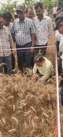 पुरनहिया: पुरनहिया में डीडीसी ने गेहूं फसल की कटनी का निरीक्षण किया