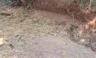 సిద్దిపేట అర్బన్: భారీ కొండచిలువ కలకలం భయాందోళనలో ఉపాధి హామీ కూలీలు