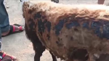 परभणी: शहरात आगीच्या तीन घटना
मनपाच्या अग्निशामक दलाची तत्परता