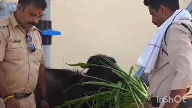 उज्जैन शहर: महाकाल मंदिर के पास अवैध कत्लखाने का खुलासा, काटने के लिए लाए गए बछड़े, मांस और हथियार बरामद, दो आरोपी गिरफ्तार