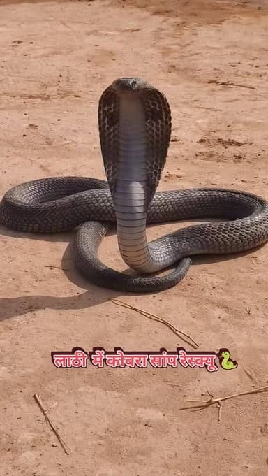 लाठी में कोबरा सांप रेस्क्यू 🐍