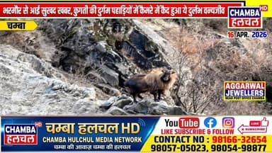 भरमौर से आई सुखद खबर, कुगती की दुर्गम पहाड़ियों में कैमरे में कैद हुआ ये दुर्लभ वन्यजीव