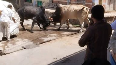 मवेशियों ने मचाया आतंक जमकर मचाया उत्पाद भय के साए में आमजन #live #viral #didwanajila #saad #gaay