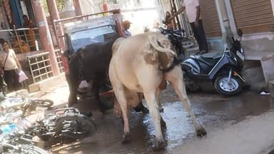 मवेशियों ने मचाया आतंक जमकर मचाया उत्पाद भय के साए में आमजन #live #viral #didwanajila #saad #gaay