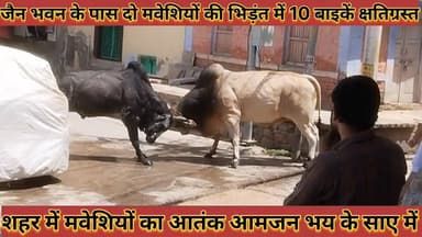 #शहर_में_मवेशियों_का_आतंक_जैन_भवन_के_पास_दो_मवेशियों #की_भिड़ंत_में_10_बाइकें_क्षतिग्रस्त_आमजन_भय_में
#shahar #me #mave...