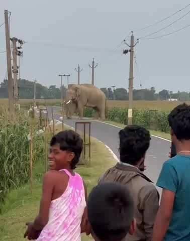 दिघलबैंक: धनतोला समेत सीमावर्ती गांवों में जंगली हाथियों का उत्पात, लोग परेशान, फसलें बर्बाद