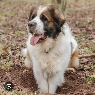 इस के बारे में बताने वाले को 5000 rs नगद राशि ईनाम दिया जाएगा।
विकास नगर dipugarah sarley Hazaribagh से पिछले 5 दिन से गायब है।
#Saint #Bernard
Contact number 7004614958