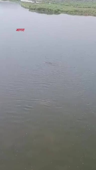 शादी का सपना दिखाकर लूटी आबरू, युवती ने यमुना में लगा दी छलांग; रोंगटे खड़े कर देने वाला वीडियो, #viral #Agra #crime