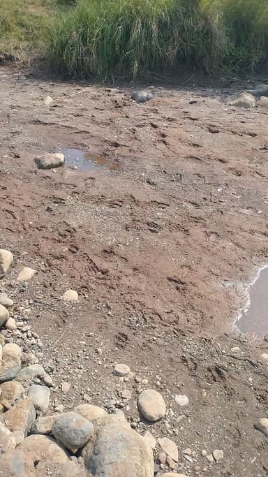 रायसेन जिला बड़ी बड़ी Dam वाली नदी सूख चुकी है अभी तक गेट नहीं छोड़े गए मवेशी प्यासी मारती हुई