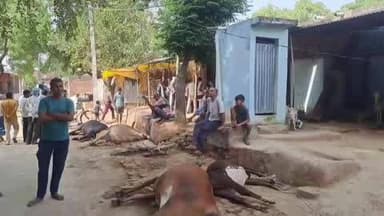 डेरापुर: कपासी गांव में 11000 लाइन की चपेट में आने से पांच पशुओं की मौत, एक ग्रामीण घायल, आक्रोश