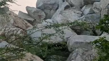 आसीन्द: फतेहपुरा बरसनी क्षेत्र में पैंथरों (लेपर्ड) का आतंक, ग्रामीणों में दहशत
