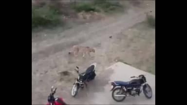 घाटीगांव: घाटीगांव के जंगलों में फिर दिखा KGP-1 चीता, ग्रामीण इलाकों में सतर्कता बढ़ी