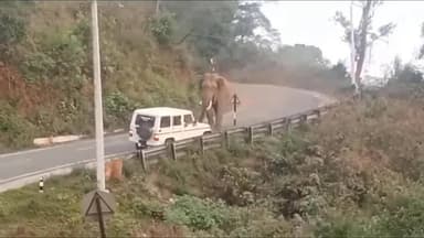 பந்தலூர்: நெலாக்கோட்டை சாலையில் உலா வந்த காட்டு யானை