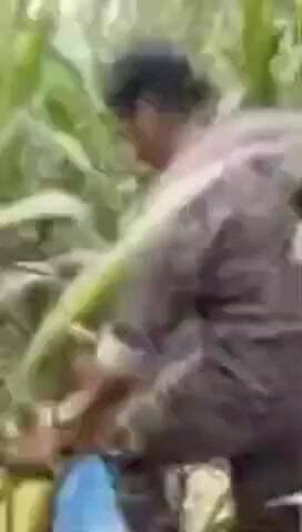 उजियारपुर: अंगार घाट थाना क्षेत्र में मक्के के खेत से देसी शराब बरामद, किया गया नष्ट