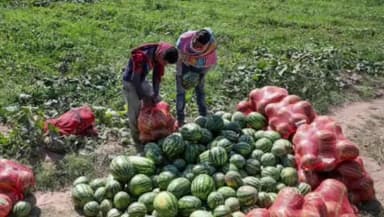 ಶೋರಾಪುರ: ಸುರಪುರದಲ್ಲಿ ಬಿಸಿಲಿಗೆ ಕಲ್ಲಂಗಡಿ ತಂಪು: ರೈತರಿಂದ ನೇರ ಮಾರಾಟ ಜೋರು