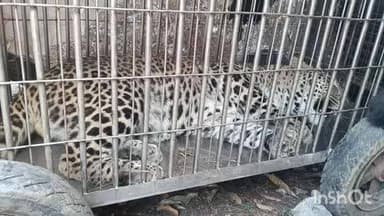 बागेश्वर: रिहायशी इलाकों में पहुंच रहे जंगली जानवर, रवाईखाल में मिला घायल गुलदार