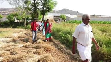 காட்பாடி: மகிமண்டலம் திகுவ பள்ளி கிராமத்தில் வயலில் இறங்கி கேழ்வரகு அறுத்த மருமகள் அமைச்சர் துரைமுருகனுக்காக நெகிழ்ச்சி பரப்புரை