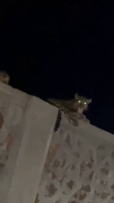 इंद्रगढ़: इंद्रगढ़ में टोल प्लाजा के पास दीवार पर बैठे दो पैंथर, मचा हड़कंप, सोशल मीडिया पर वीडियो हुआ वायरल