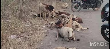 మణుగూరు: మణుగూరు సిఎస్సి సమీపంలో తెల్లవారుజామున గొర్రెల మంద పై దూసుకు వెళ్లిన కోళ్ళ వాహనం, 40 గొర్రెల మృతి