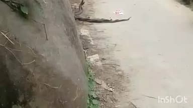 মৰিগাঁও: মায়ঙৰ হিলৈখুন্দাত সৰ্পমিলনৰ নান্দনিক দৃশ্য, স্থানীয় লোকে প্ৰত্যক্ষ কৰে এই দৃশ্য