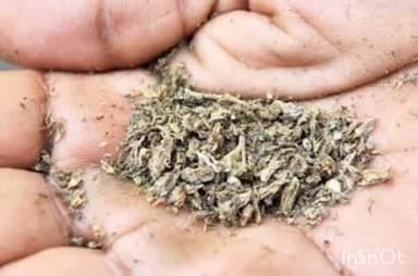 बल्लारपूर: बल्लारपुरात मालधक्का रेल्वे परिसरात गांजा ओढताना पोलिसांनी रंगेहात पकडले