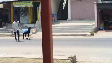 ದೇವದುರ್ಗ: ರಾಯಚೂರಿನಲ್ಲಿ ಬಿಸಿಲಿನ ತಾಪ: ಜಾನುವಾರುಗಳಿಗೂ ಸಂಕಷ್ಟ