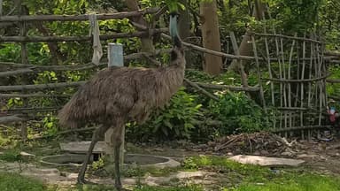 नाका स्थित बहू बेगम मकबरा परिसर में ऑस्ट्रेलिया का दुर्लभ इमू पक्षी देखा गया