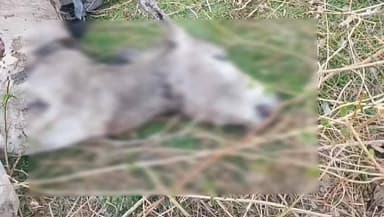 तेल्हारा: तेल्हारा तालुक्यातील वारखेडा येथे वाघाची दहशत वाघाला जेरबंद करावे नागरिकांची मागणी.