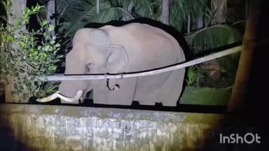 மேட்டுப்பாளையம்: கல்லார் பகுதியில் விவசாயத் தோட்டத்தில் பலாப்பழத்தை பிடுங்கி ருசித்த காட்டுயானை